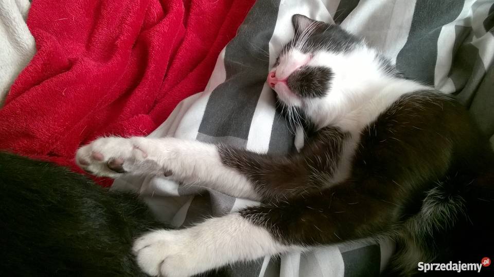 Kocurek czarnobiały Sosnowiec Sosnowiec