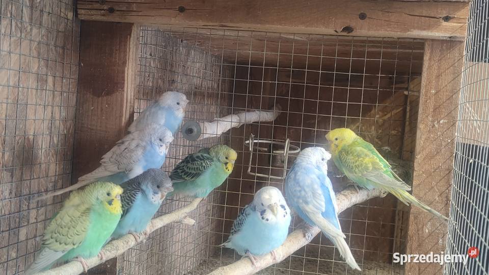 Aleksandretty i inne papugi Laski sprzedam