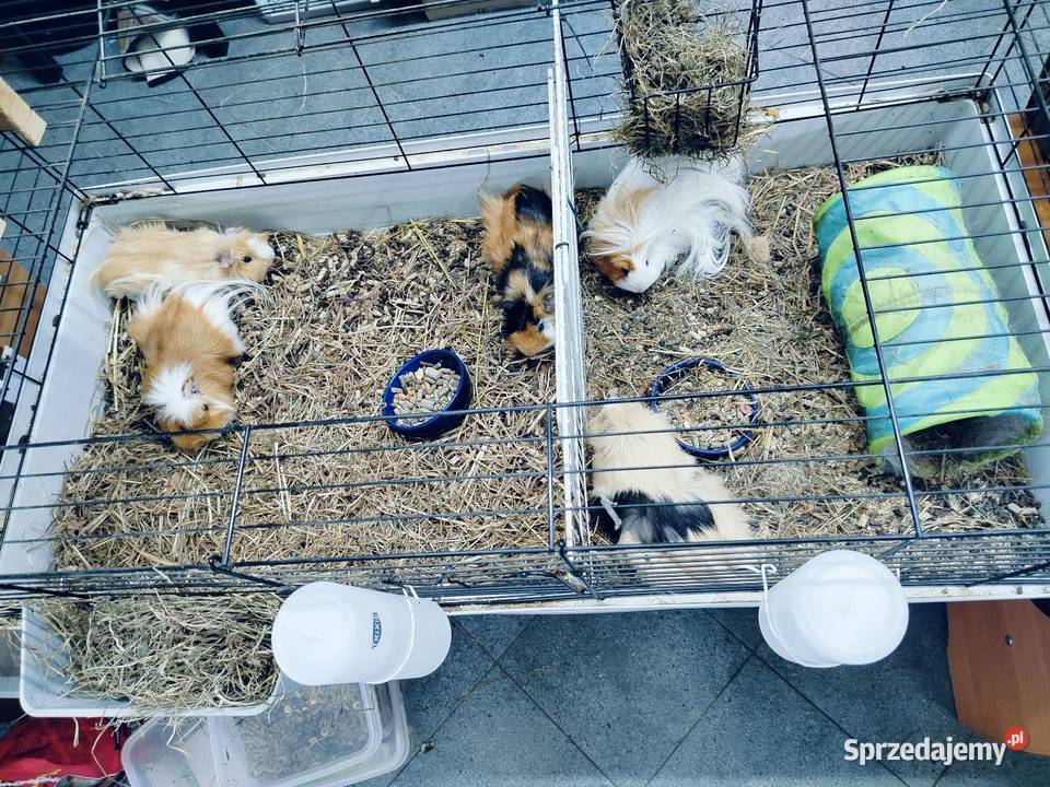 Duża klatka z 5 świnkami morskimi akcesoria Budziwojów sprzedam