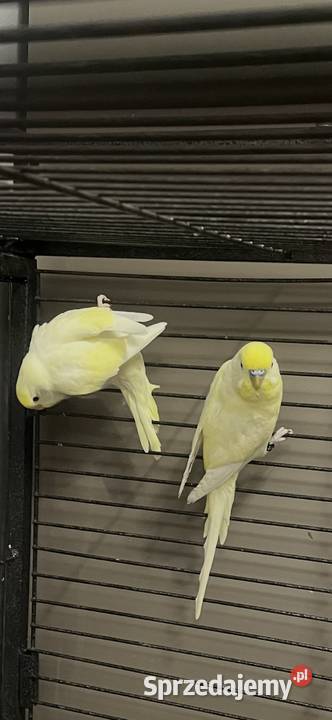 Papugi faliste tęczowe Sośnicowice