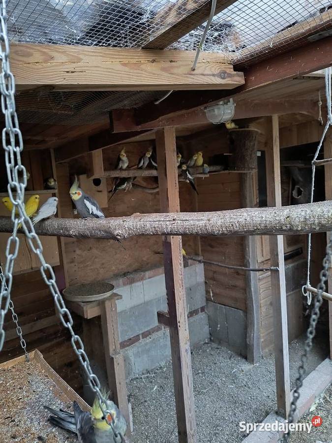 Papugi faliste i nimfy wielkopolskie Leszno