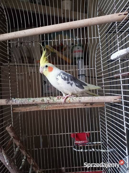 Nimfa samiczka klatką i dodatki Słomniki