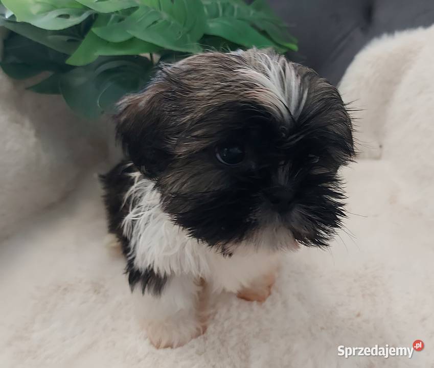 Piesek shih tzu Shih Tzu
