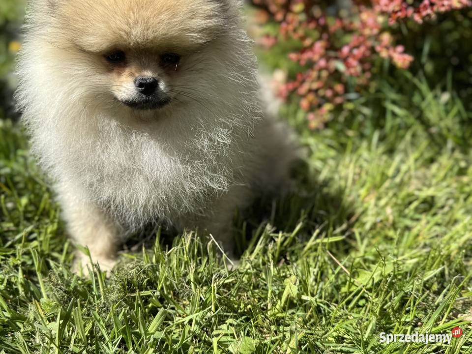 Szpic minaturowy Pomeranian Boo Gdańsk