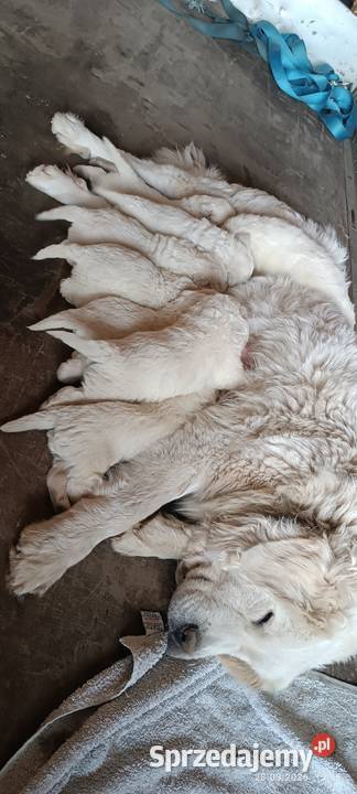 Owczarek podhalański szczeniak pies suczka Osina