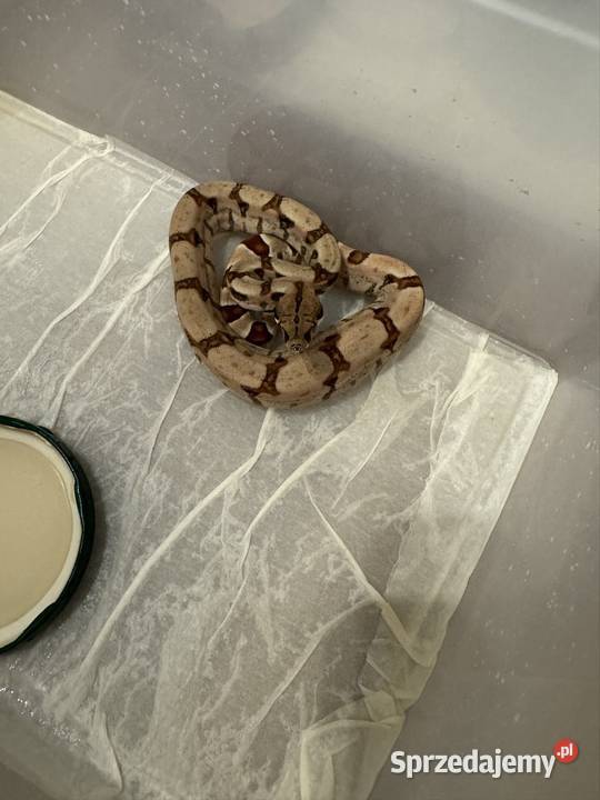 Węże boa imperator świętokrzyskie Pińczów