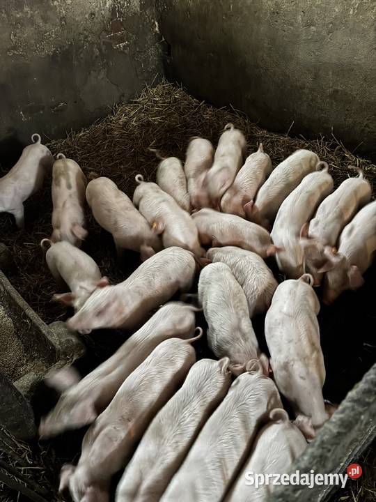 Sprzedam prosięta 21 sztuk wielkopolskie Grabów nad Prosną