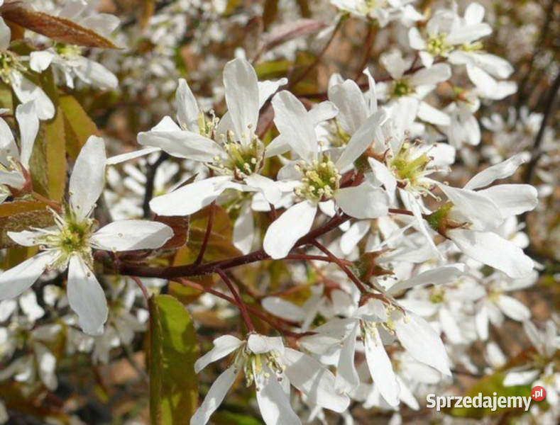 ŚWIDOŚLIWA OLCHOLISTNA Mandam sadzonki w Ustronie