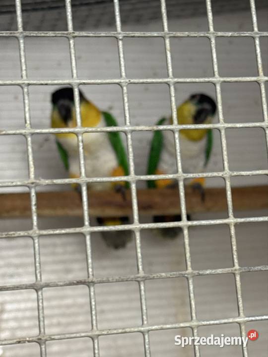 Barwinki czarnogłowe pary lęgowe 1 Myślenice sprzedam