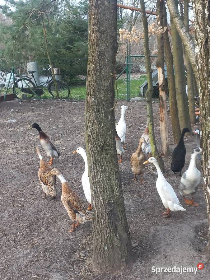 Biegus indyjski dorosłe pary Kolbuszowa