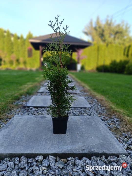 Tuja tuje szmaragd 25zl3040 Świlcza