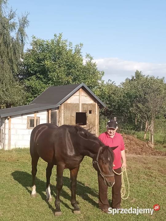 Sprzedam walacha kujawsko-pomorskie Brodnica sprzedam