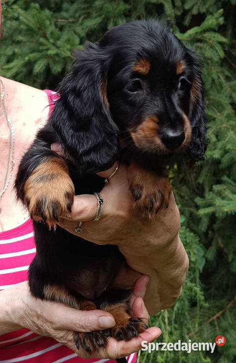 Jamniki dlugowlose miniaturowe sprzedaz sprzedam