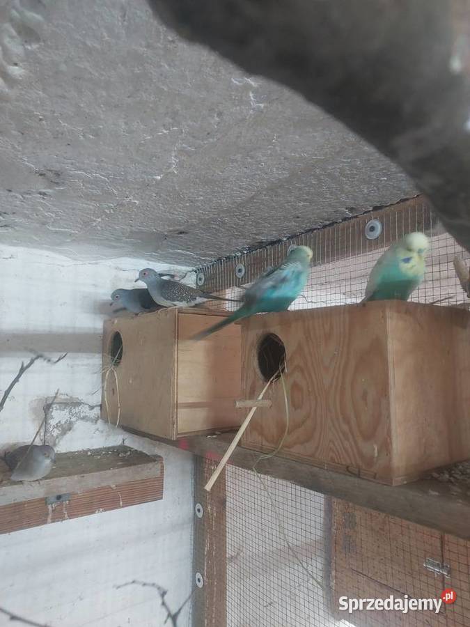 Sprzedam papugi faliste WPF i drobną egzotykę