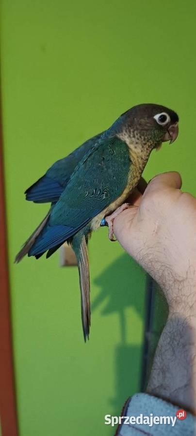 Ręcznie karmione rudosterki z papierami i dna na Tychy