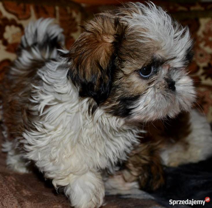 SHIH TZUpiękne szczeniaczki Kraków