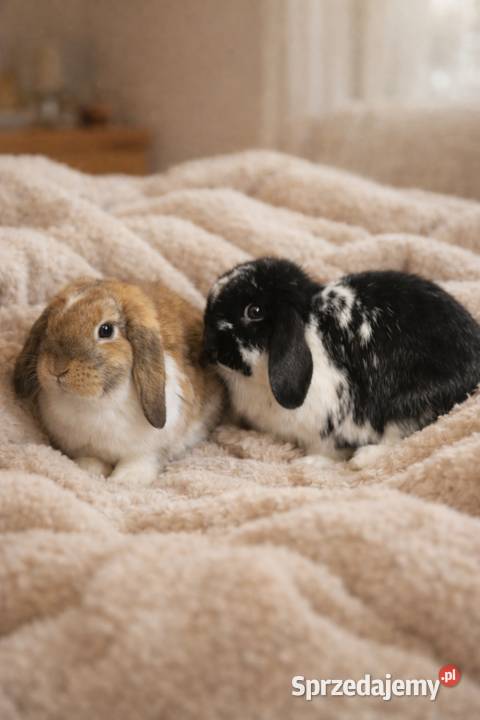 Króliczki mini lop domowa hodowla Pozostałe Lipka