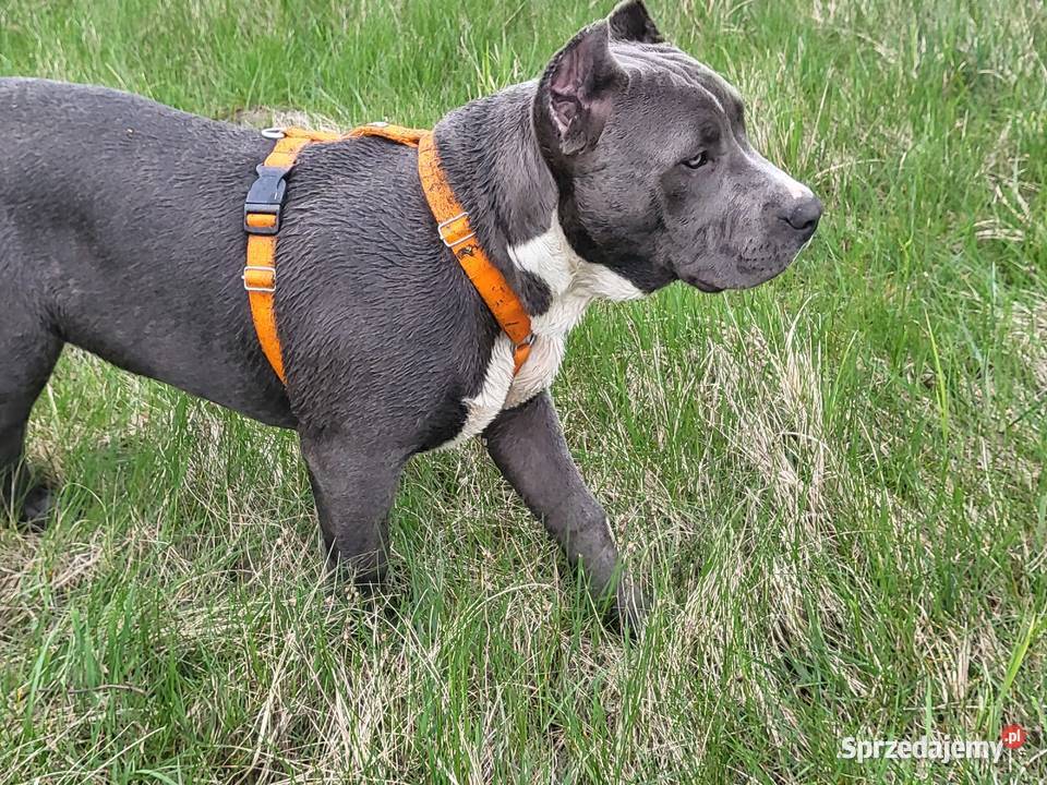 Szczeniaki American Bully XXL szukają domu Konin