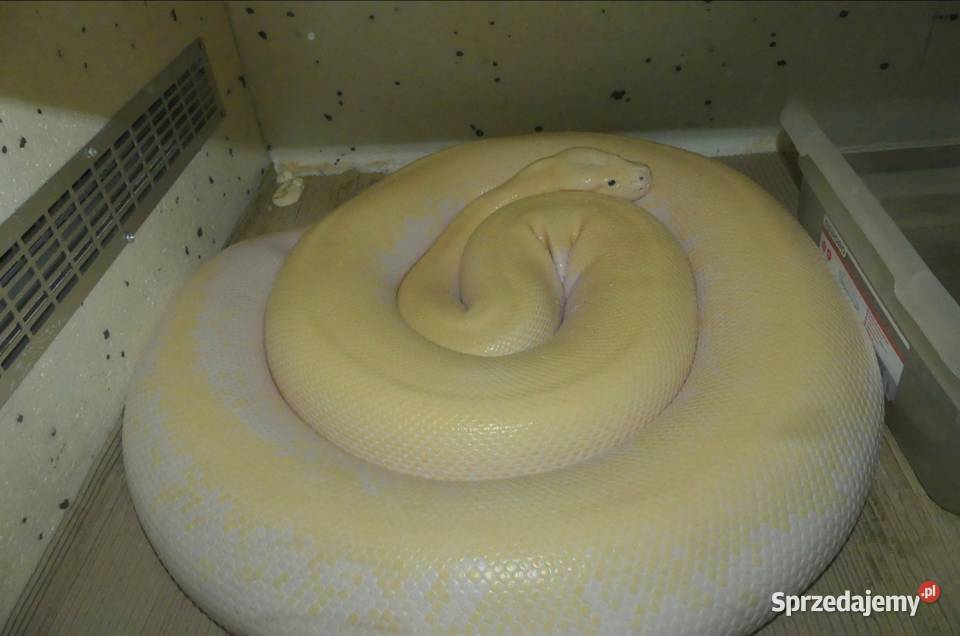 Python bivittatus Ivory para 11 Sosnowiec sprzedam