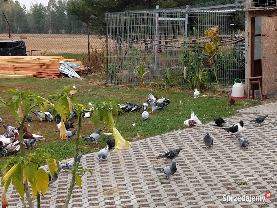 Gołębie pocztowe ozdobne Perukarz samiec Cyców