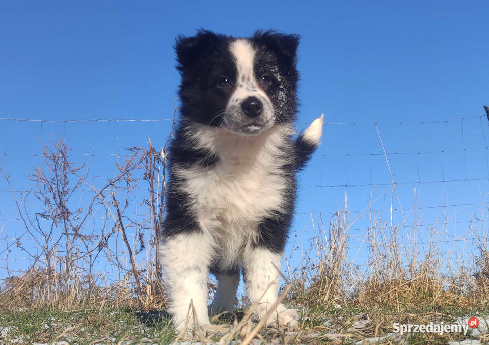 Szczeniak Suczka BORDER COLLIE z Hodowli Rasowa Zwierzęta Iwonicz