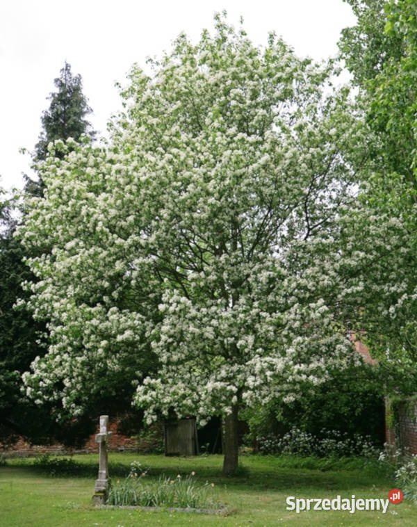 JARZĄB BREKINIA Sorbus torminalis NASIONA 400 Lubanie