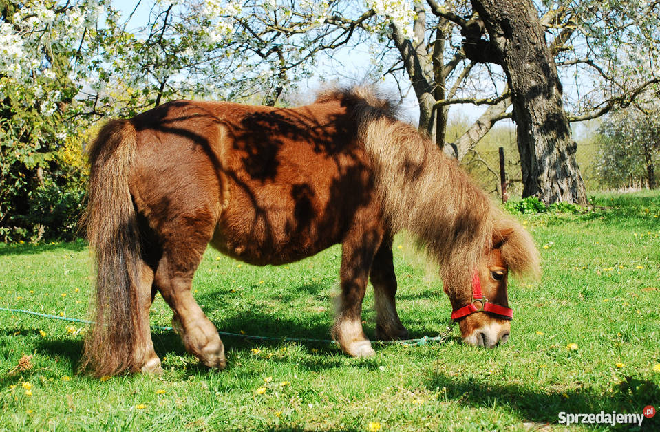 Kuc kuce klacz na sprzedaż Świecie