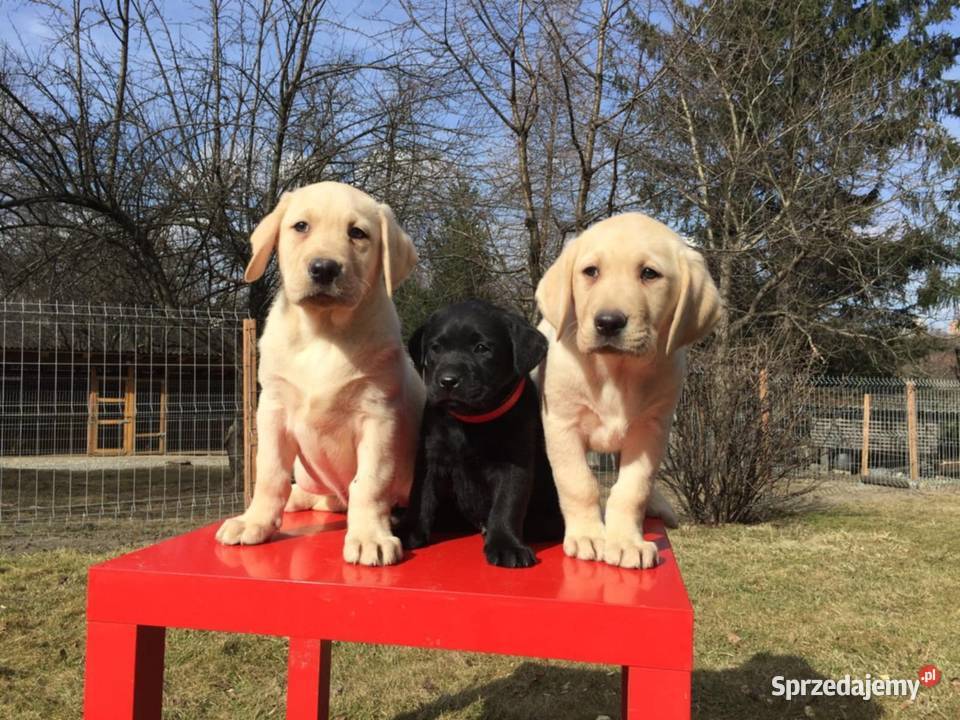 Labrador młode psy Bielsko-Biała sprzedam
