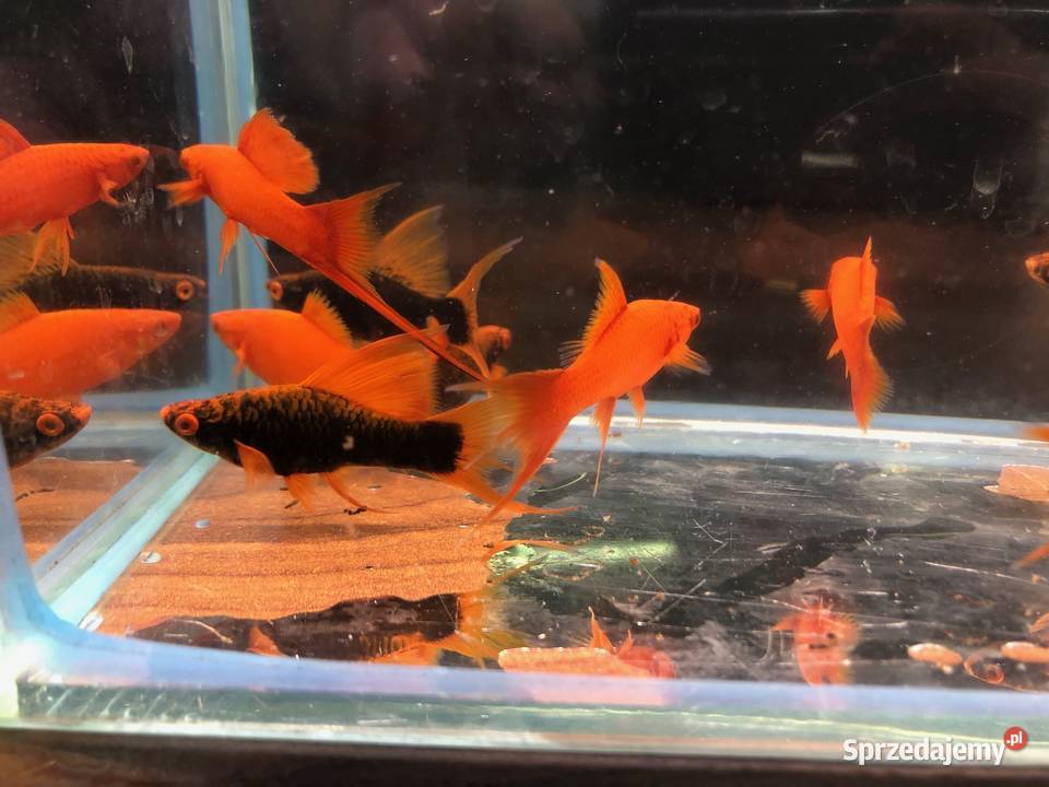 Alpha Mieczyk Red Ruby Justynów