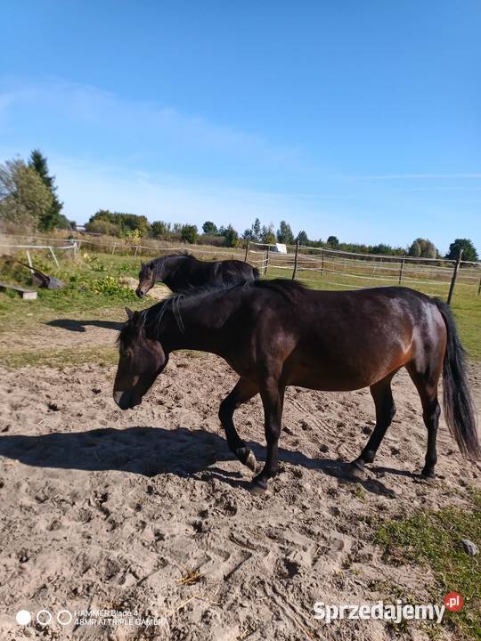 Sprzedam źrbke w typie huculskaim Bobrek