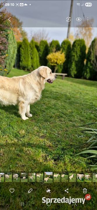 Golden Retriever FCI suczka zkwp Olkusz