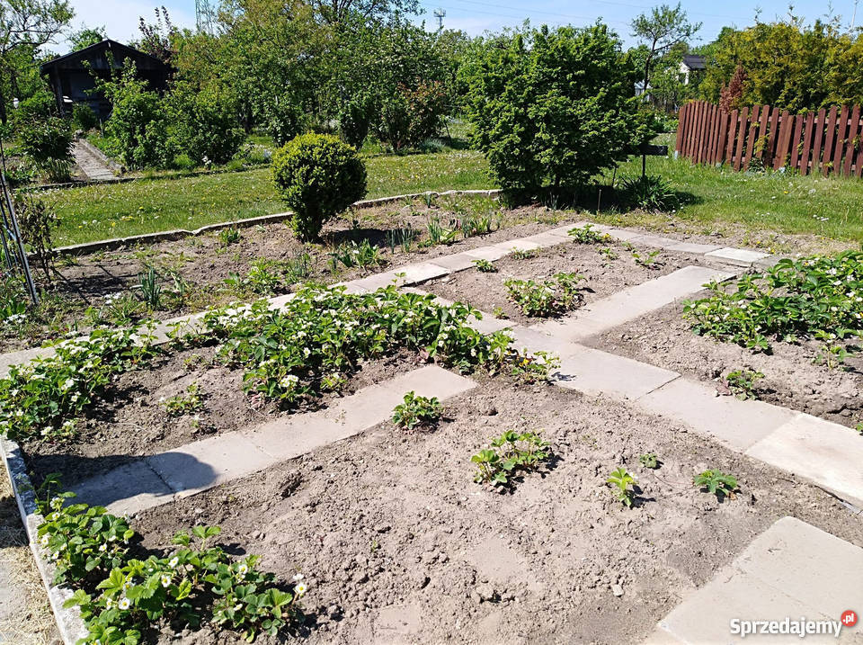 Działka ROD Gorzów Wlkp lubuskie Gorzów Wielkopolski