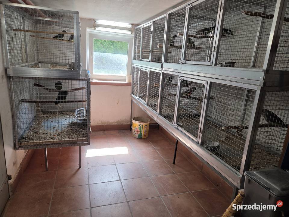 Sprzedam papugi Kongijskie Czerwonobrzuche Ptaki Łańcut sprzedam