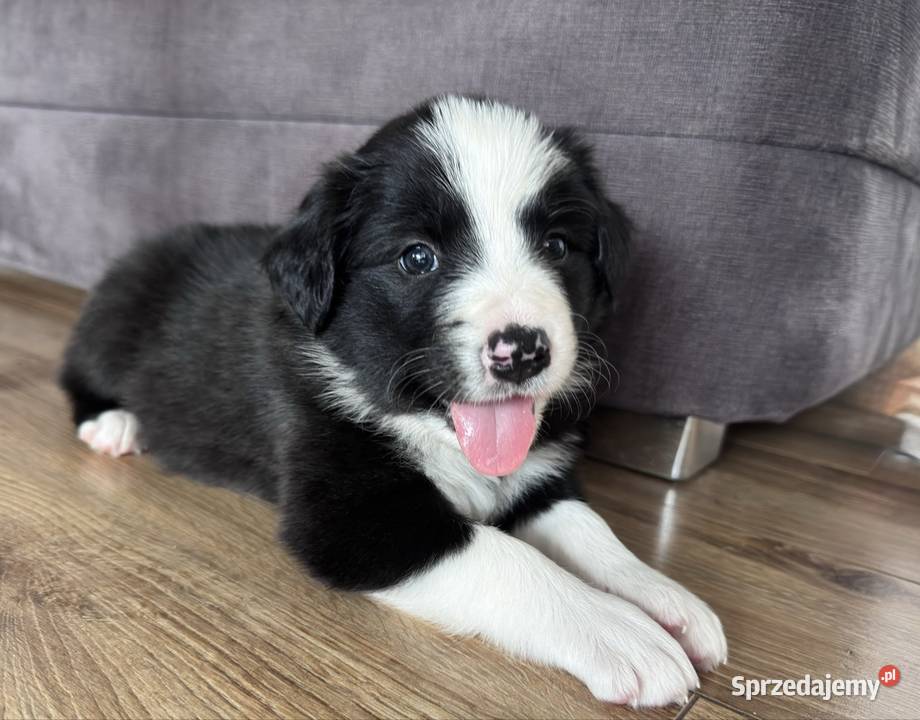 Border Collie suczka Kamień