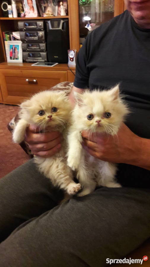 kotykotkikocięta perskie Bydgoszcz