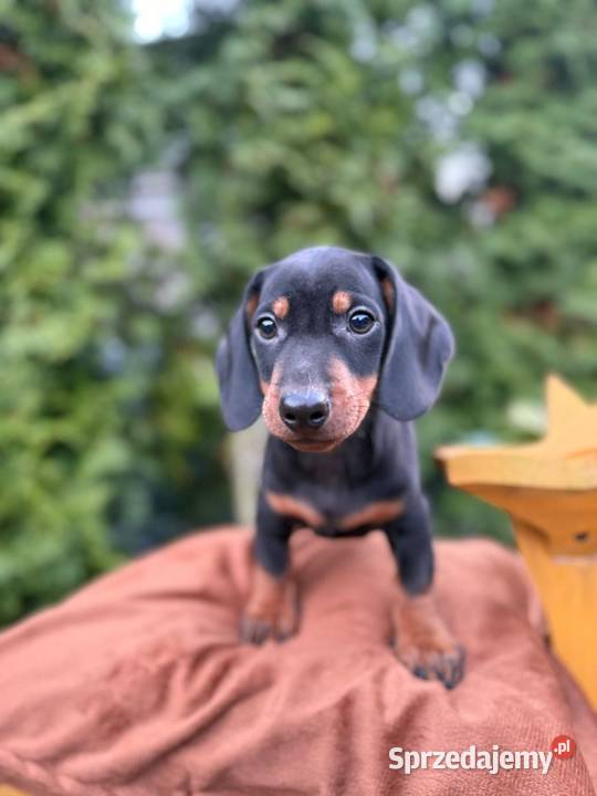 Piękny piesek jamnik miniaturowy czarny Kraków