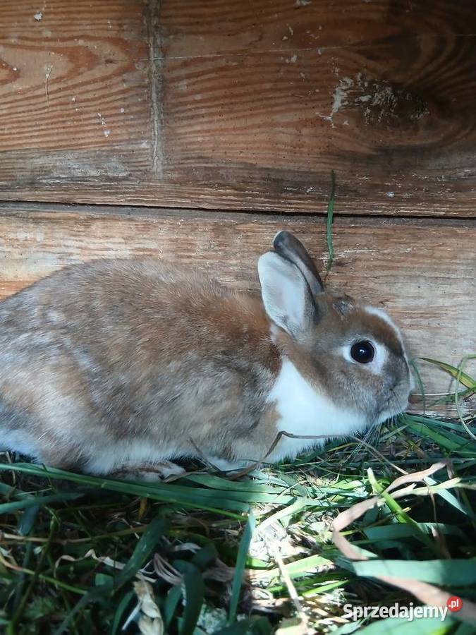 Króliki miniaturki Piórków