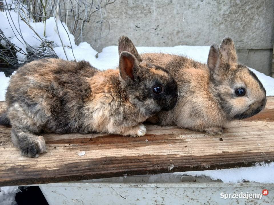 Króliki miniaturki Piórków