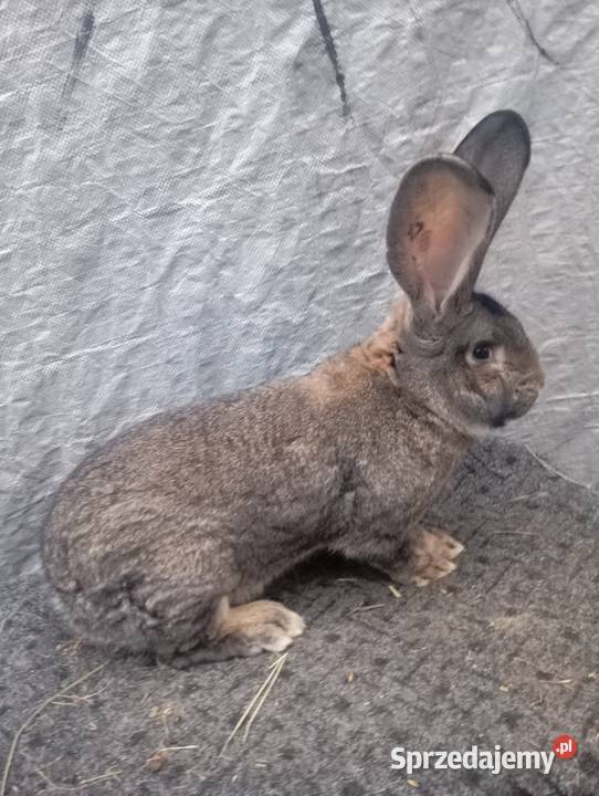 Sprzedam dwa samce olbrzymia belgijskiego Izbica-Wieś