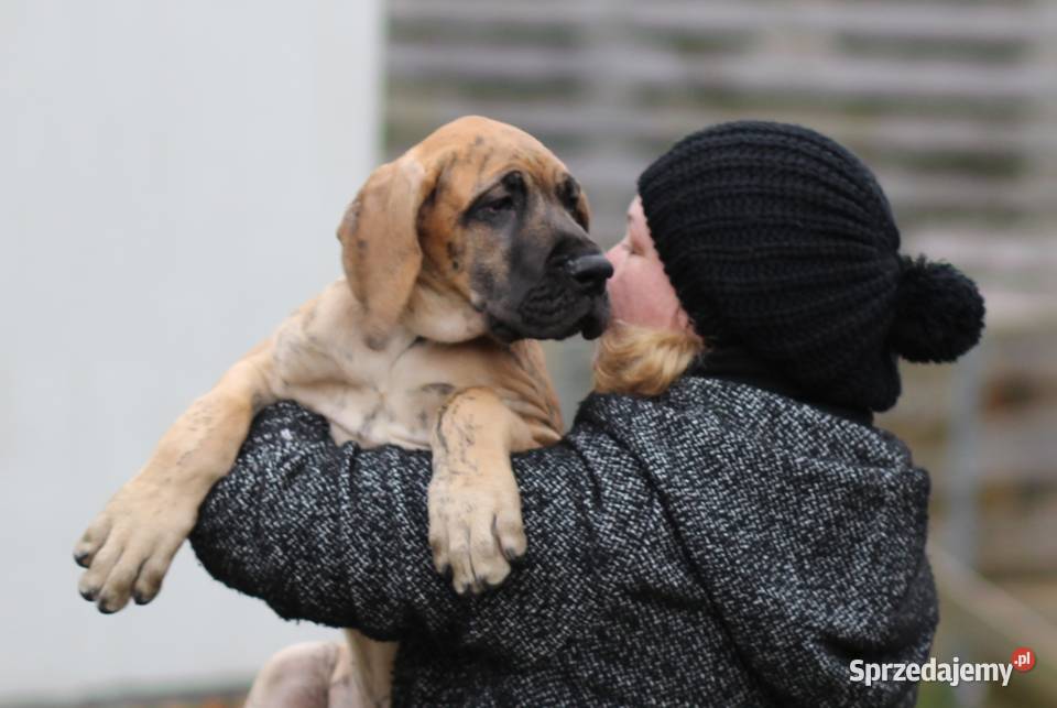 Szczeniaki Dog Niemiecki Olsztyn