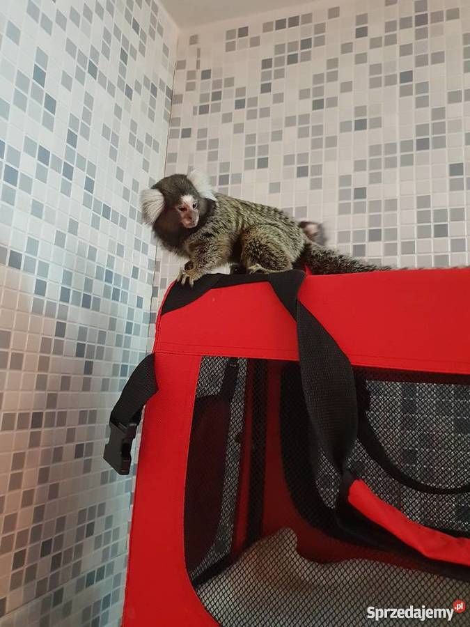 Małpki Marmozeta klatka