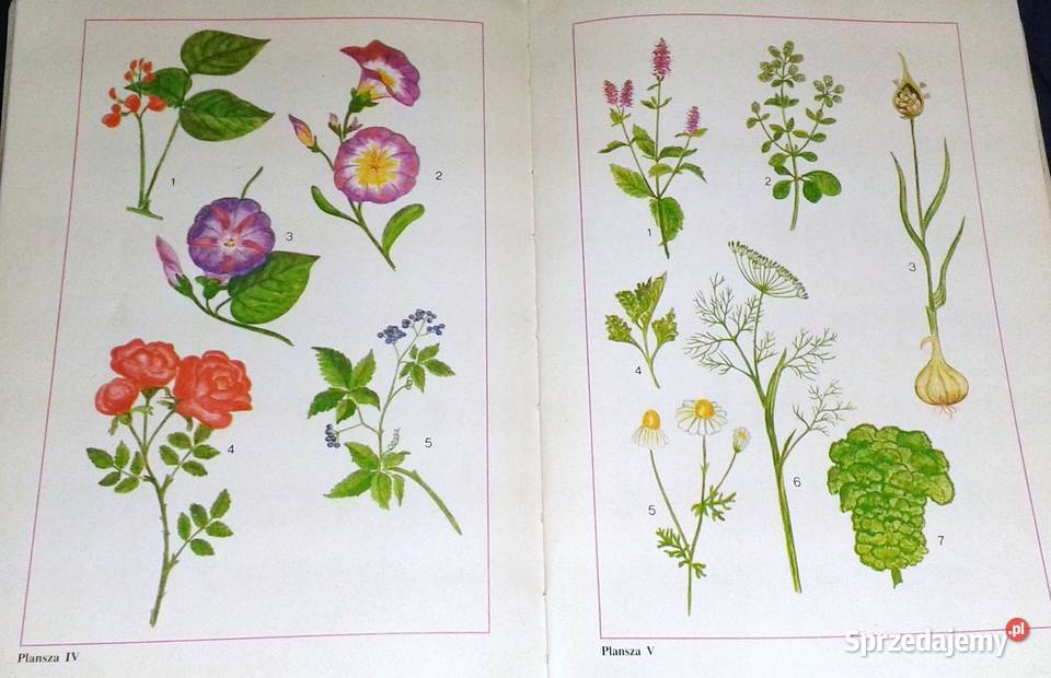 Nastolatki hodują rośliny i zwierzęta Mirosław Rok wydania 1990 Chełm