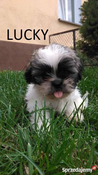 Szczeniaczki Shih Tzu Psy dolnośląskie
