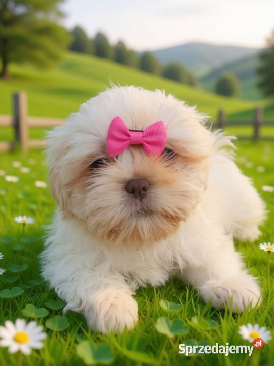 Piękna biała suczka rasy ShihTzu szuka domku opolskie Namysłów