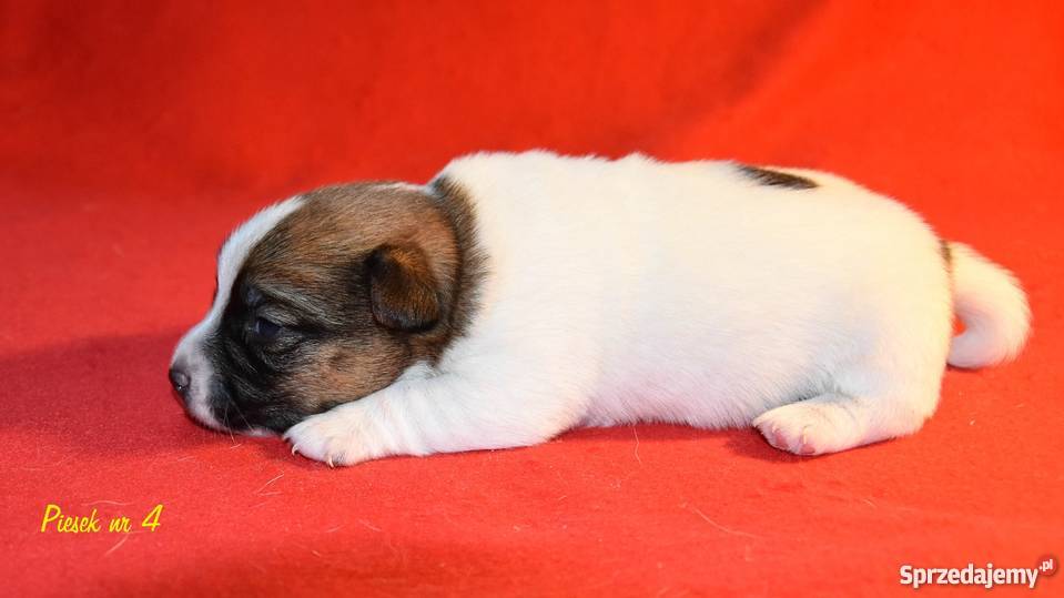 Szczeniaki Jack Russell Terrier sprzedam