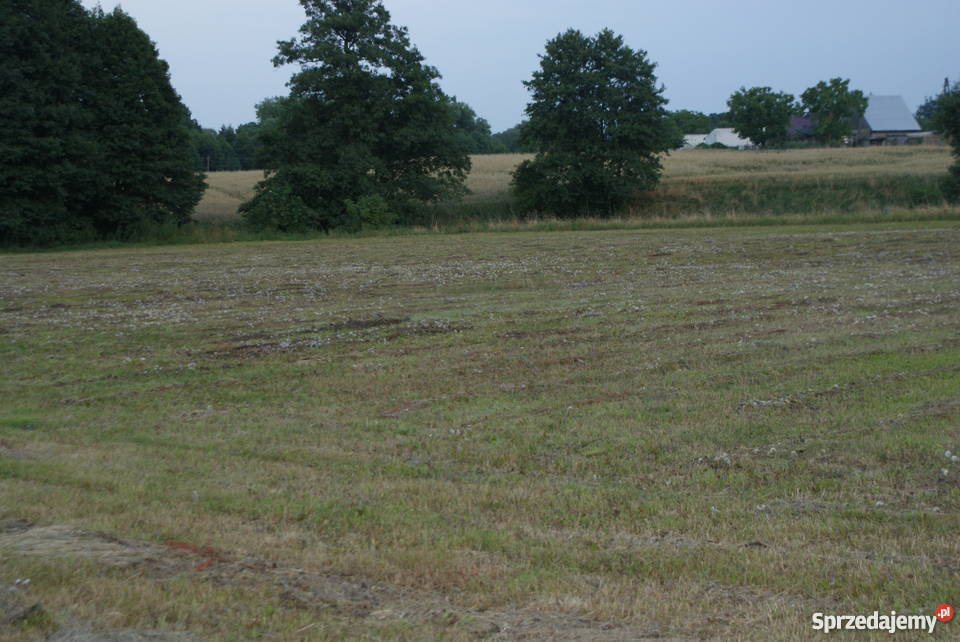 Sprzedam Grunty i działki Płużniczka