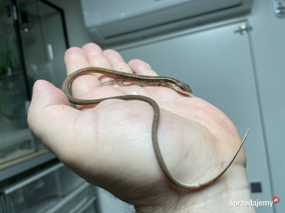 jaszczurka długoogonowa Tsexlineatus w Gliwicach