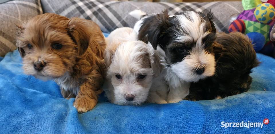 Rezerwacja piesek suczka Hawańczyk Championie mazowieckie Chrośla