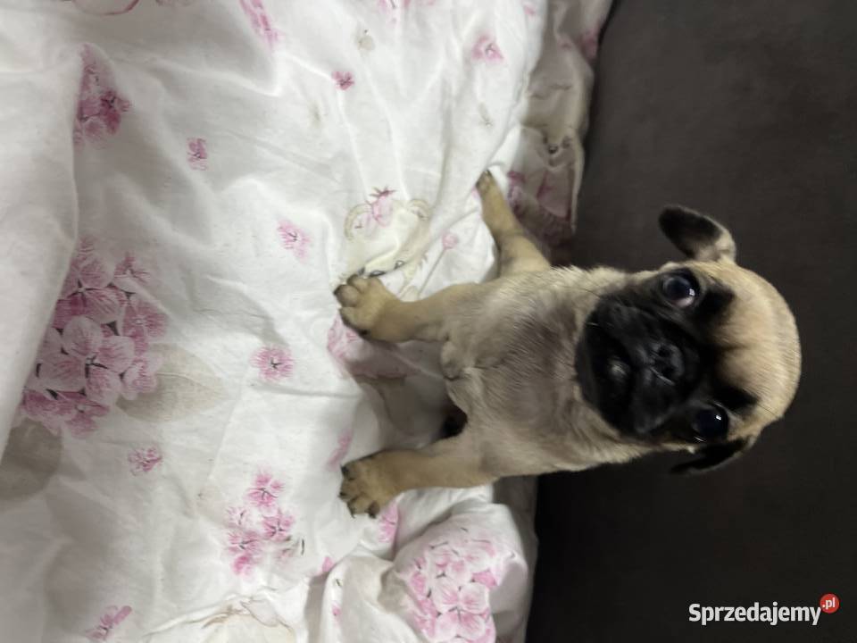 Mops mopsik dolnośląskie Bolesławiec