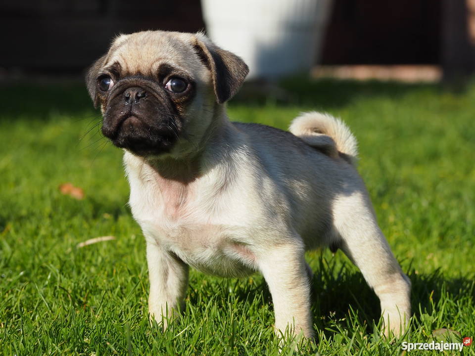 Mopsik suczka Skierniewice
